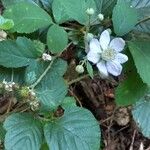 Rubus vestitus Floare