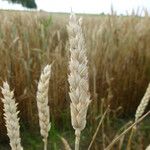 Triticum aestivum Плод