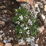 Arabis caerulea Blad