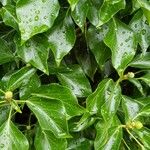 Hedera colchicaLeaf