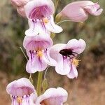 Penstemon palmeri Flor