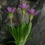 Androsace ciliata Arall