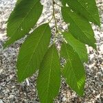 Prunus × yedoensis Blad