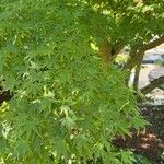 Acer palmatumLeaf