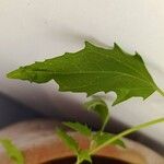 Chenopodium ficifolium Leaf