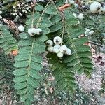 Sorbus koehneana Fruit