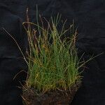 Carex parva