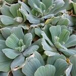 Pistia stratiotes Leaf