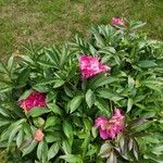 Paeonia lactifloraKvet