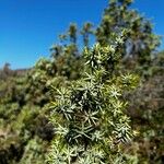 Juniperus oxycedrus Blad