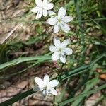 Simethis mattiazzii Flower