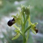 Ophrys virescens Blomma