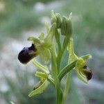 Ophrys virescens Flor