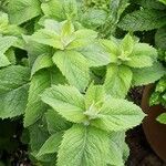 Mentha × villosa Habitatea