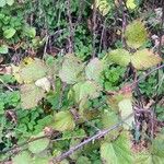 Rubus echinatus Blad