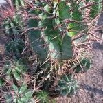 Euphorbia polygona Φύλλο