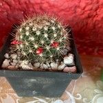 Mammillaria heyderi Fuelha