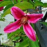 Clematis texensis Flower