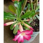 Adenium obesumᱵᱟᱦᱟ