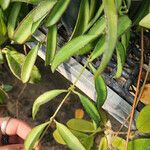 Hoya wayetii Leaf