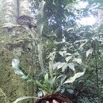 Asplenium subintegrum Хабит