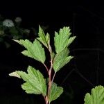 Physocarpus capitatus Leaf