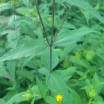 Helianthus divaricatus Yaprak