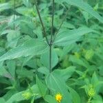 Helianthus divaricatus Hoja