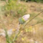 Tyrimnus leucographus Flower