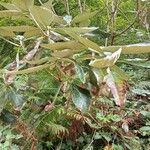 Rhododendron sinogrande Листок