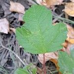 Viburnum opulusFolha