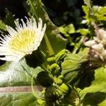 Sonchus oleraceus Flower