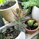 Kalanchoe tomentosa Folha