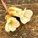 Saxifraga granulata Cvet