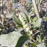 Chenopodium album Flor