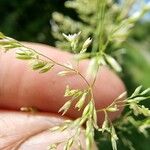 Agrostis gigantea Цвят