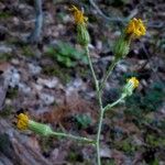 Hieracium lactucifolium Flor