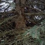 Picea pungens Rinde