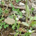 Cerastium pumilum Habit