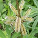 Lupinus polyphyllus Fruit