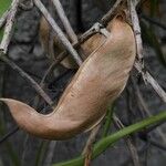 Phaseolus lunatus Fruit