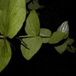 Oryctanthus cordifolius Leaf