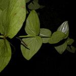 Oryctanthus cordifolius Hoja