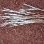Schizachyrium condensatum Kabuk