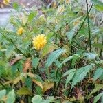 Kerria japonica পাতা