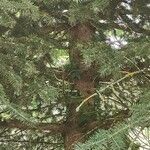 Picea chihuahuana кора
