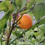 Citrus × microcarpa Vrucht