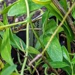 Salvia coahuilensis Leaf