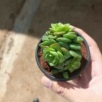 Crassula rupestris List