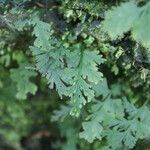 Hymenophyllum polyanthos Folio